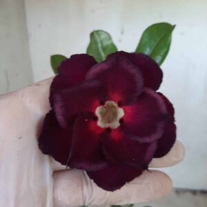 Planta Dobrada 2370 – 30cm – 02 anos