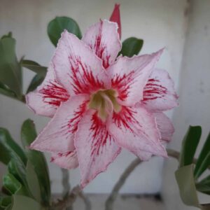 Planta Dobrada 2371 – 35cm – 03 anos