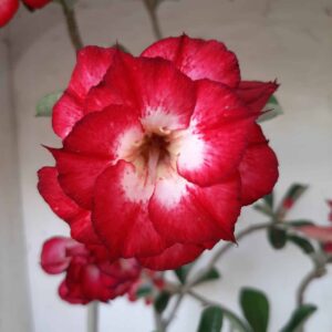 Planta Dobrada 2377 – 50cm – 04 anos