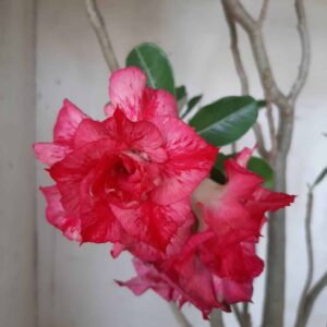 Planta Dobrada 2379 – 50cm – 04 anos