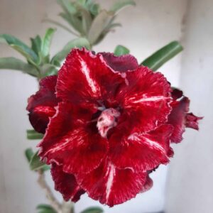 Planta Dobrada 2380 – 35cm – 03 anos