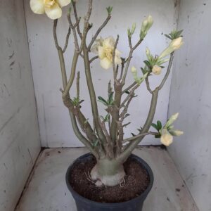 Planta Dobrada 2381 – 35cm – 04 anos
