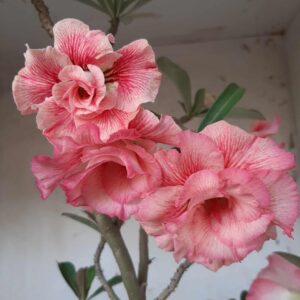 Planta Dobrada 2382 – 50cm – 04 anos