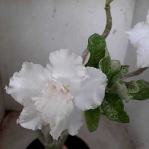 Planta Dobrada 2399 "VARIEGATA - Branca" – 35cm – 03 anos