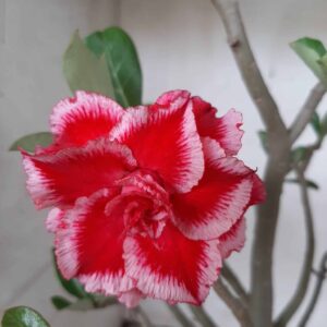 Planta Dobrada 2402 – 35cm – 03 anos