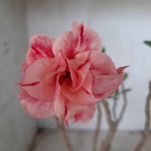 Planta Dobrada 2403 – 30cm – 02 anos