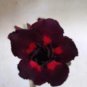 Planta Dobrada 2404 – 30cm – 02 anos