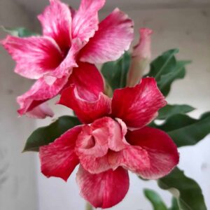 Planta Dobrada 2408 – 30cm – 02 anos