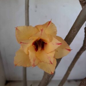 Planta Dobrada 2409 – 35cm – 03 anos
