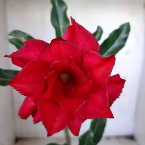 Planta Dobrada 2410 – 25cm – 01 ano
