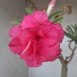 ENXERTO 11571 – 35cm (cor LM 04) - vaso 20