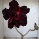 ENXERTO 11594 – 25cm (cor LM 217)