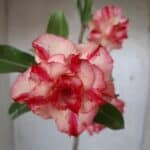 ENXERTO 11611 – 35cm (cor LM 606)