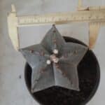 ASTROPHYTUM MYRIOSTIGMA  Nº 522 – vaso 15