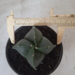 ASTROPHYTUM MYRIOSTIGMA NUDUM "4 Quinas"  Nº 555 – vaso 15