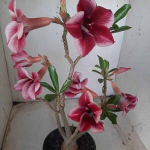 Planta Simples 2253 – 30cm – 02 anos