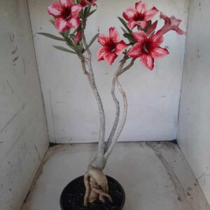 Planta Simples 2259 – 35cm – 03 anos