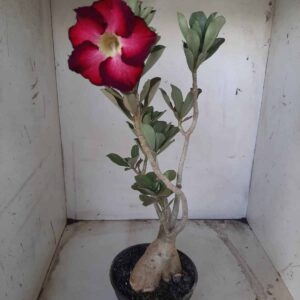 Planta Simples 2260 – 35cm – 03 anos