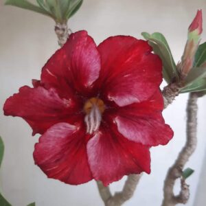 Planta Simples 2266 – 40cm – 03 anos