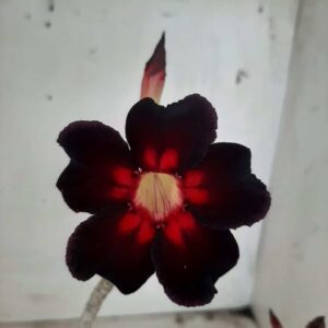 Planta Simples 2267 – 30cm – 02 anos