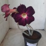 Planta Simples 2269 – 30cm – 02 anos