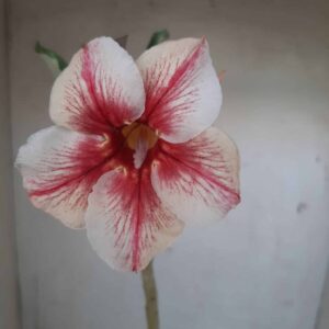 Planta Simples 2285 – 30cm – 02 anos