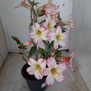 Planta Simples 2291 – 30cm – 02 anos