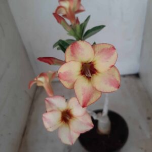 Planta Simples 2292 – 30cm – 02 anos