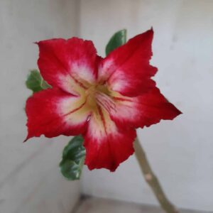 Planta Simples 2296 – 30cm – 02 anos