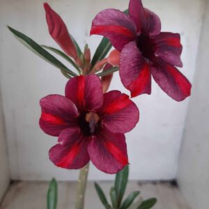 Planta Simples 2297 – 30cm – 01 ano