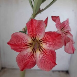 Planta Simples 2298 – 30cm – 01 ano