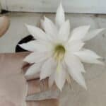 CACTOS  Nº 100 – vaso 11