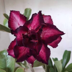 Planta Dobrada 2292 – 35cm – 03 anos