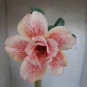 Planta Dobrada 2418 – 30cm – 02 anos