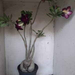 Planta Dobrada 2419 – 50cm – 05 anos