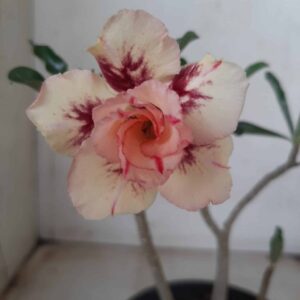 Planta Dobrada 2420 – 25cm – 01 ano