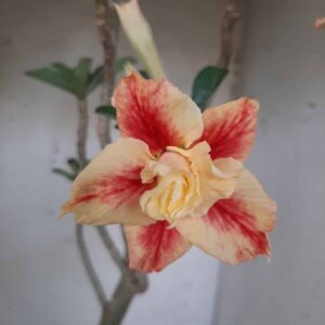 Planta Dobrada 2421 – 40cm – 03 anos