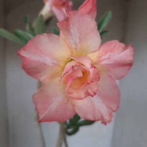 Planta Dobrada 2422 – 35cm – 03 anos