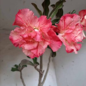 Planta Dobrada 2424 – 50cm – 04 anos