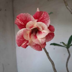 Planta Dobrada 2425 – 30cm – 03 anos
