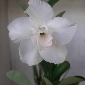 Planta Dobrada 2426 – 30cm – 02 anos