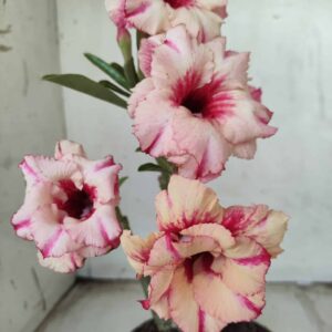 Planta Dobrada 2428 – 30cm – 02 anos de
