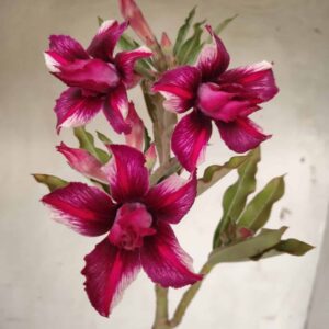 Planta Dobrada 2430 – 30cm – 02 anos