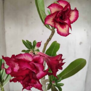 Planta Dobrada 2431 – 35cm – 03 anos