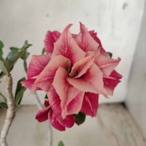 Planta Dobrada 2432 – 30cm – 02 anos