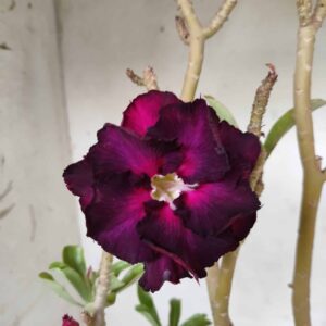 Planta Dobrada 2437 – 40cm – 03 anos