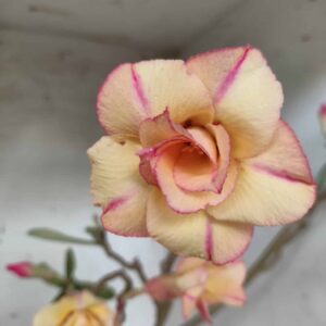 Planta Dobrada 2439 – 40cm – 03 anos
