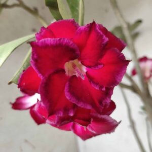 Planta Dobrada 2441 – 50cm – 04 anos