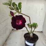 Planta Dobrada 2446 – 30cm – 02 anos