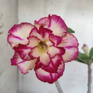 Planta Dobrada 2448 – 30cm – 02 anos